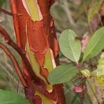 Arbutus menziesii (Mandrone)
