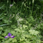Allium unifolium, Tiarella trifoliata, Iris tenax