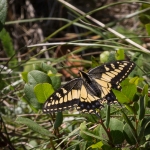 Western tiger swallowtail