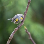 Yellow-Rumped warbler