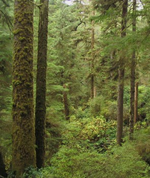 Native forest, Vancouver Island