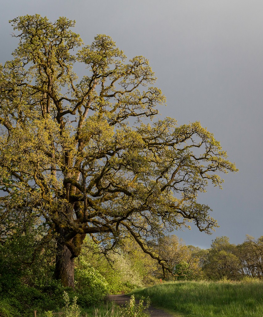 Garry oak (Oregon white oak)