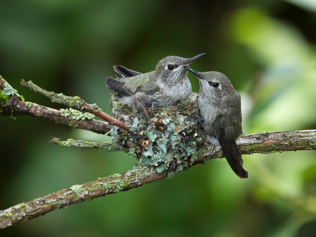 Anna's hummingbirds babies, around Day 23