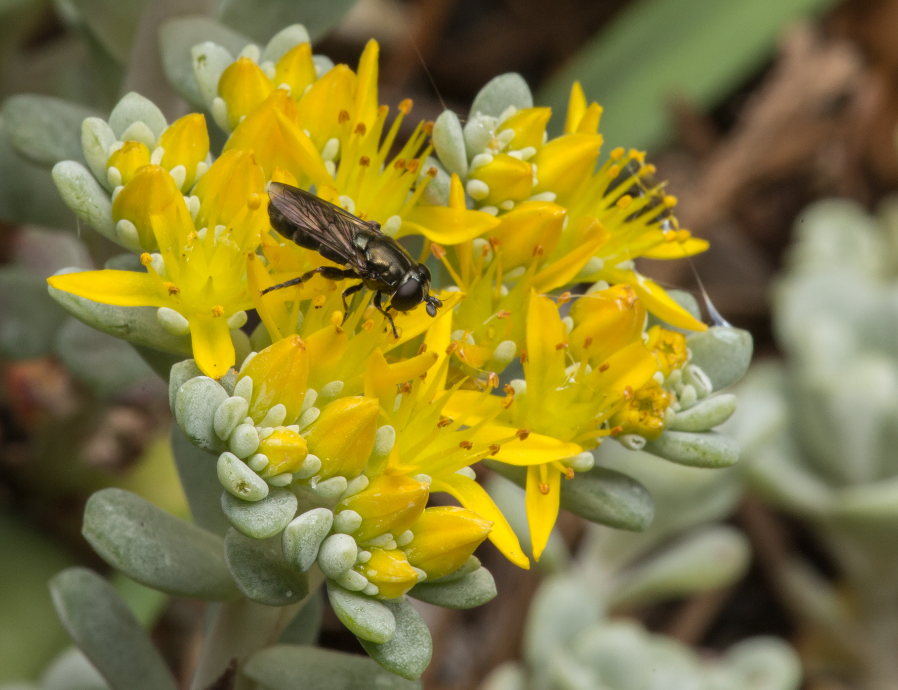 10 Great Northwest Native Pollinator Plants For Summer | Real Gardens ...