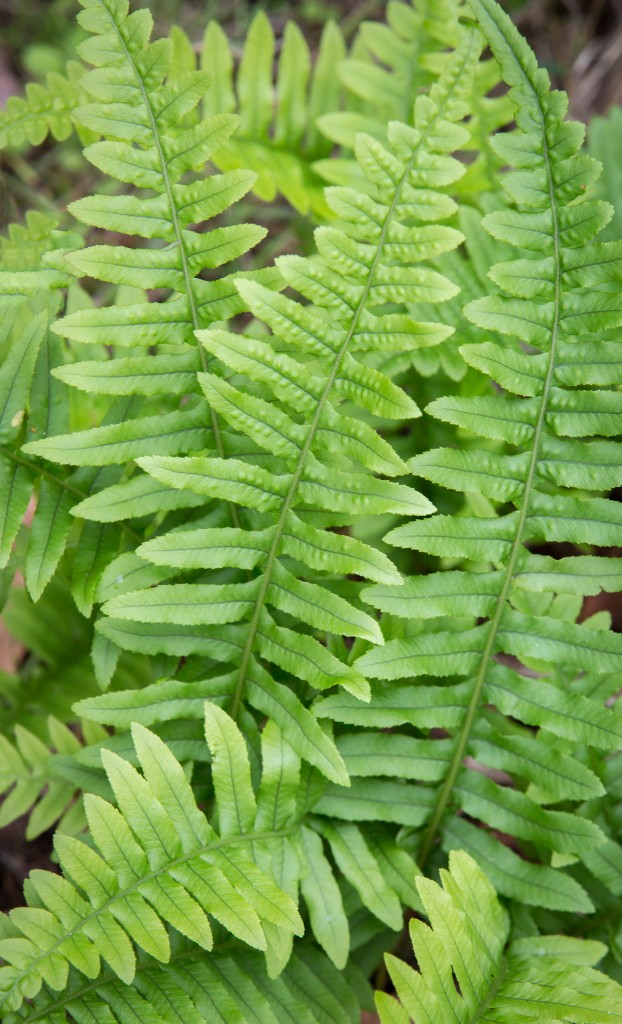 Licorice fern (Polypodium glycyrrhiza)