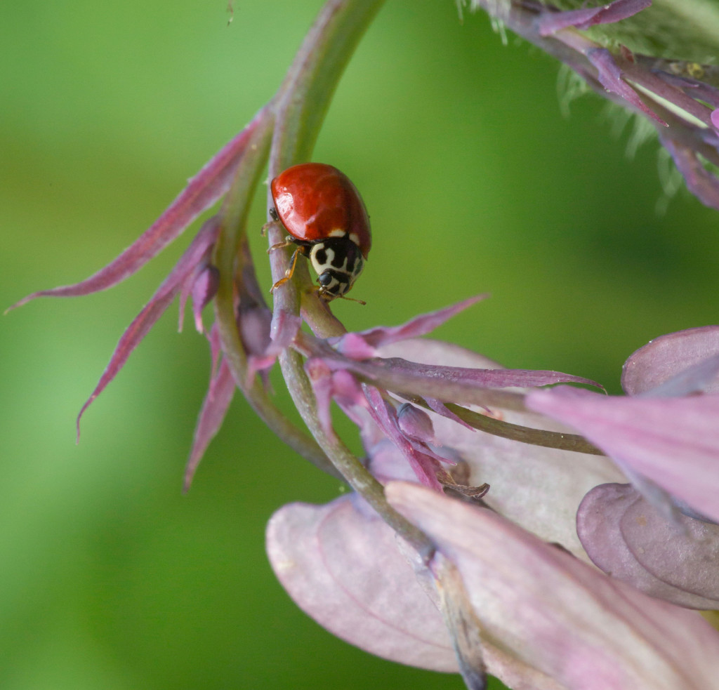Western blood-red ladybird beetle