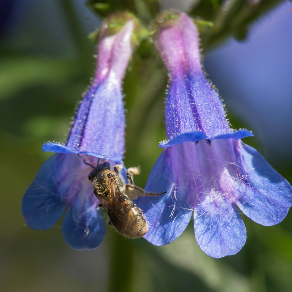 P. ovatus + tiny native bee