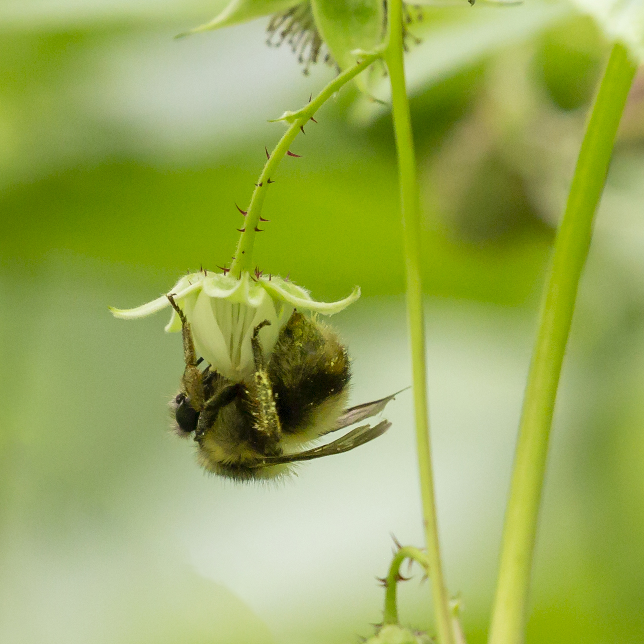 Pacific Northwest Native Plant Profiles | Real Gardens Grow Natives